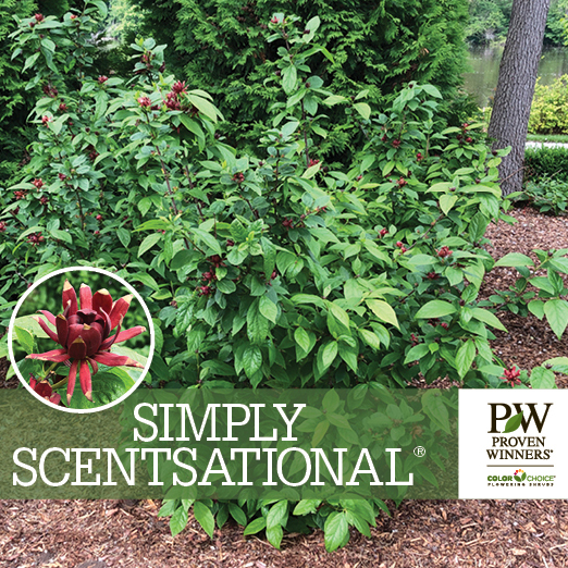 Preview of Simply Scentsational® Calycanthus Benchcard PDF