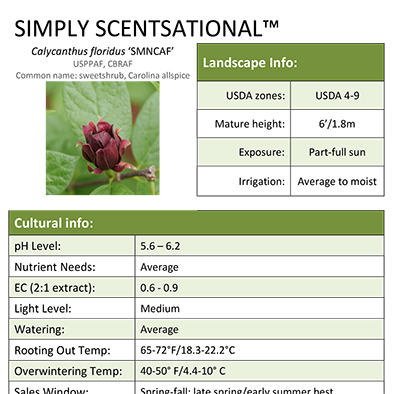Preview of Calycanthus Simply Scentsational® Professional Grower Sheet PDF