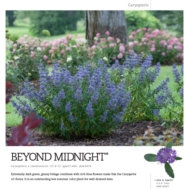 Preview of Beyond Midnight® Caryopteris spec sheet PDF