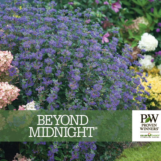 Preview of Beyond Midnight® Caryopteris benchcard PDF