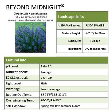 Preview of Beyond Midnight® Caryopteris grower sheet PDF