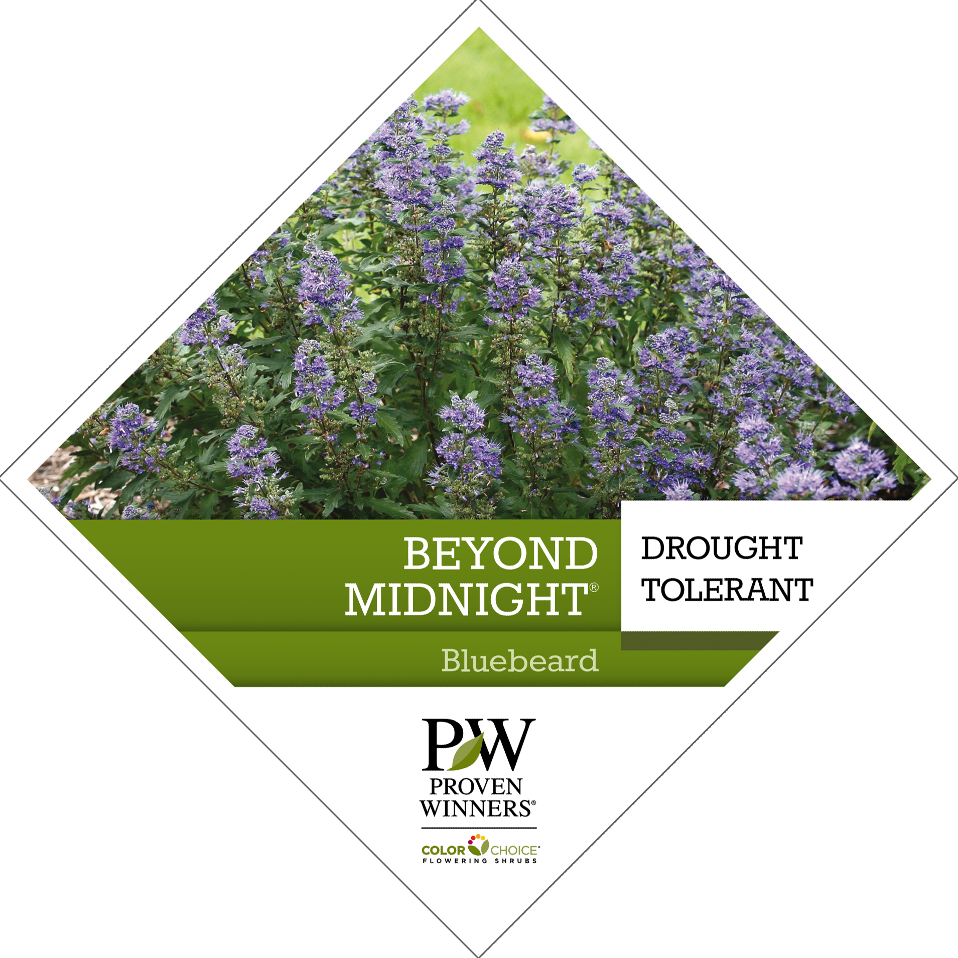 Preview of Beyond Midnight® Caryopteris PDF