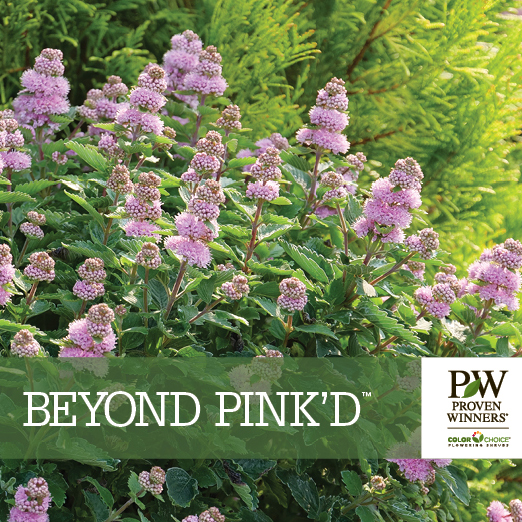 Preview of Beyond Pink’d™ Caryopteris Benchcard PDF