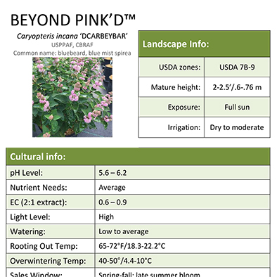 Preview of Caryopteris Beyond Pink’d™ Grower Sheet  PDF