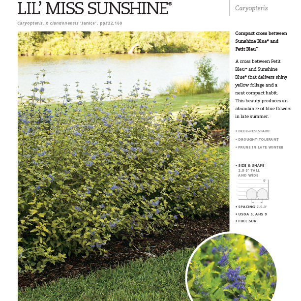 Preview of Lil’ Miss Sunshine® Caryopteris spec sheet PDF