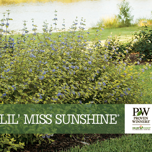 Preview of Lil’ Miss Sunshine® Caryopteris benchcard PDF