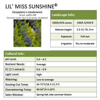 Preview of Lil’ Miss Sunshine® Caryopteris grower sheet PDF