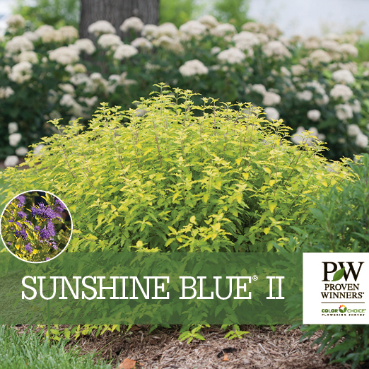 Preview of Sunshine Blue® II Caryopteris benchcard PDF