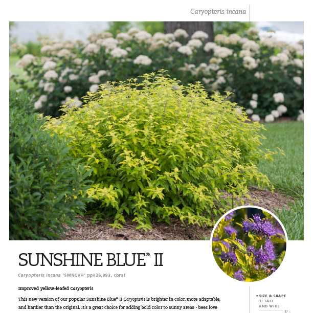 Preview of Sunshine Blue® II Caryopteris spec sheet PDF