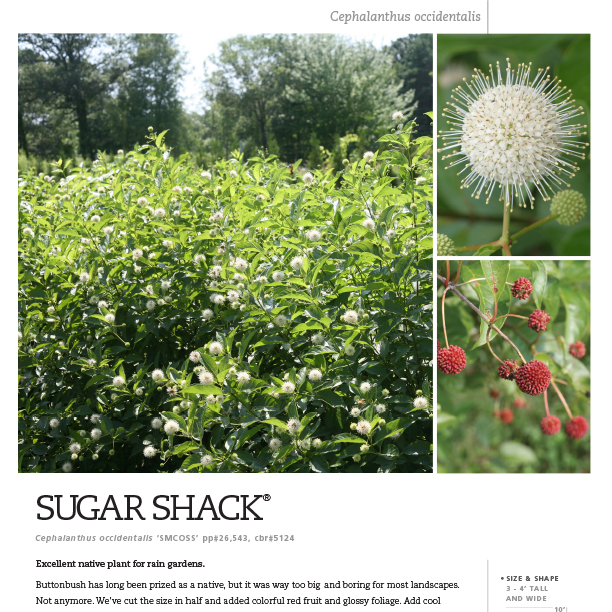 Preview of Sugar Shack® Cephalanthus spec sheet PDF