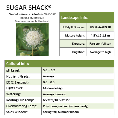 Preview of Sugar Shack® Cephalanthus grower sheet PDF