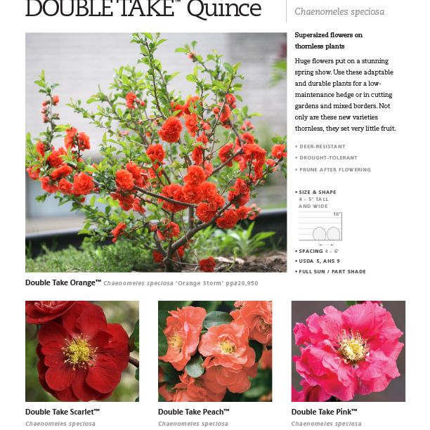Preview of Double Take™ Chaenomeles spec sheet PDF