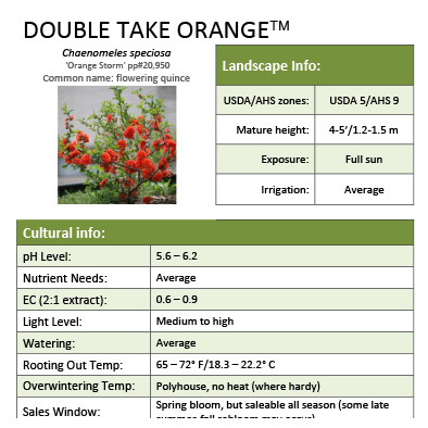 Preview of Double Take Orange™ Chaenomeles grower sheet PDF