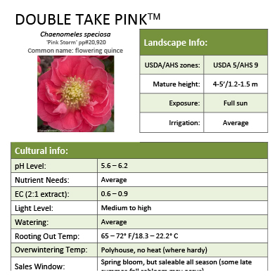 Preview of Double Take Pink™ Chaenomeles grower sheet PDF