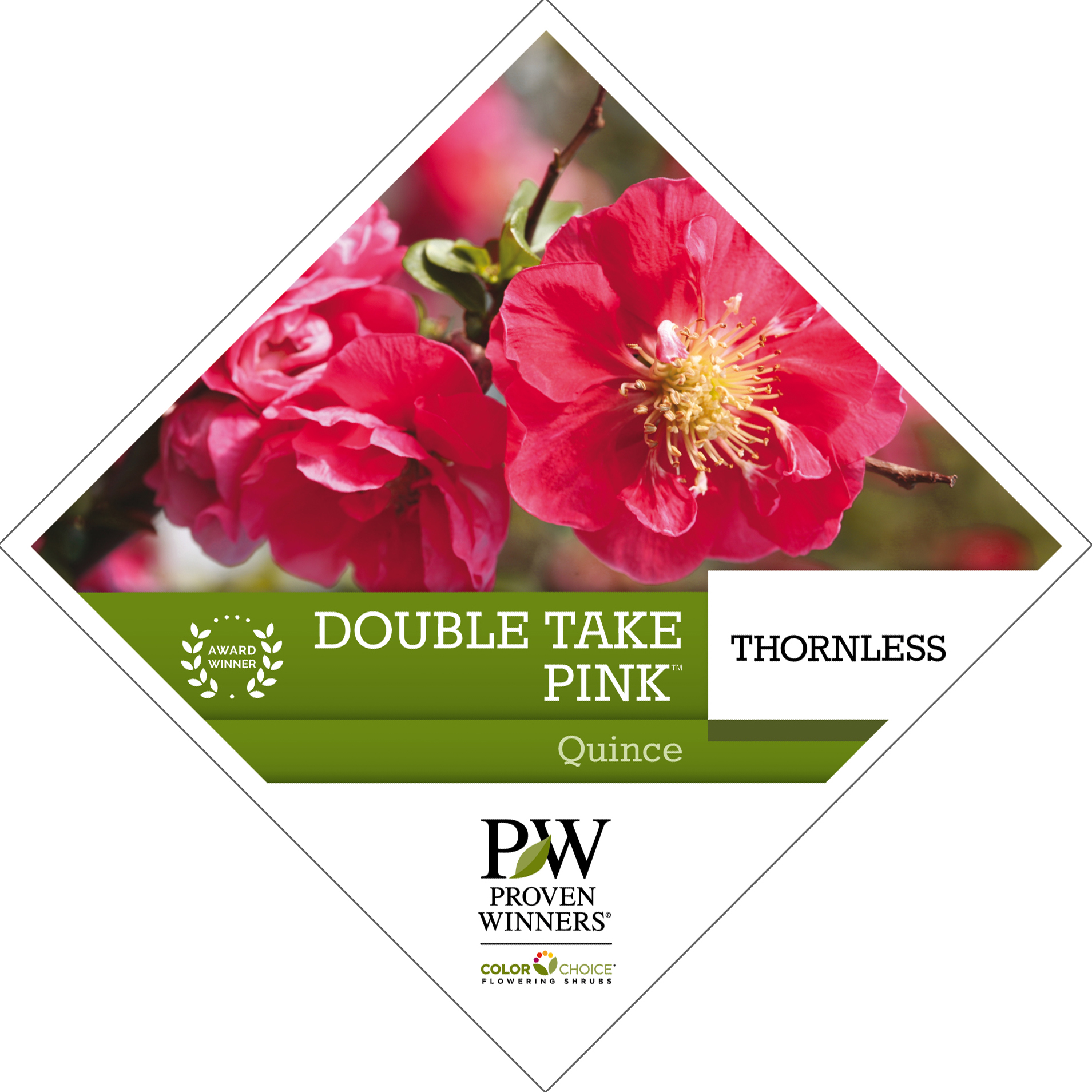 Preview of Double Take Pink™ Chaenomeles tag PDF