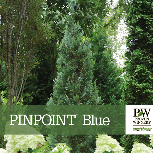 Preview of Pinpoint® Blue Chamaecyparis Benchcard PDF