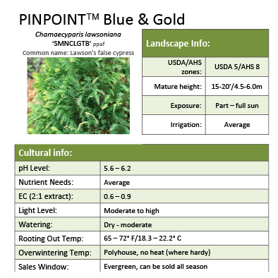 Preview of Pinpoint® Blue & Green Chamaecyparis Grower Sheet PDF