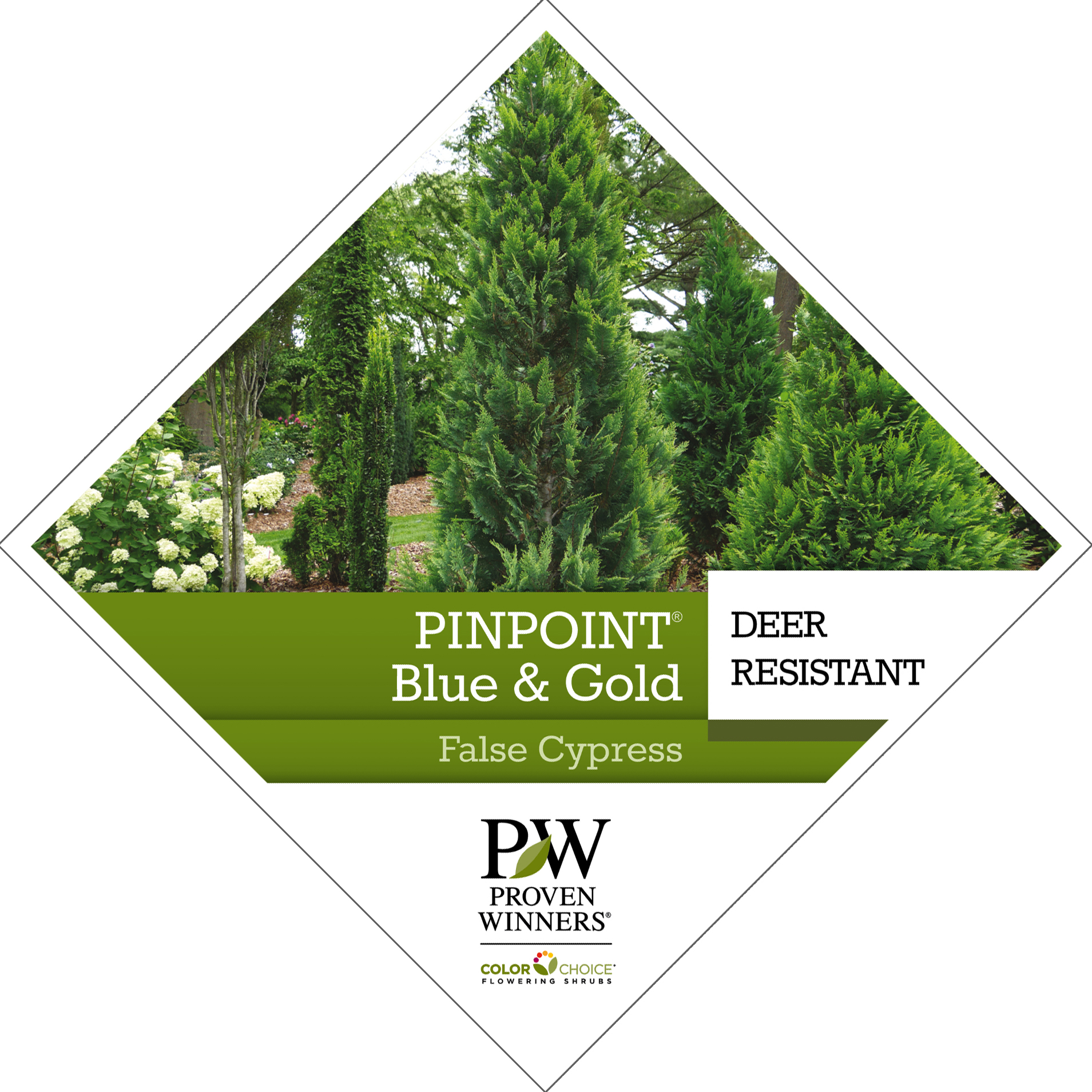 Preview of Pinpoint® Blue & Green Chamaecyparis tag PDF
