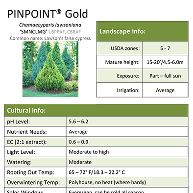 Preview of Chamaecyparis Pinpoint® Gold Grower Sheet PDF