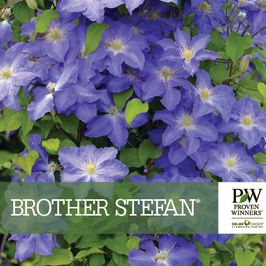 Preview of Brother Stefan® Clematis PDF