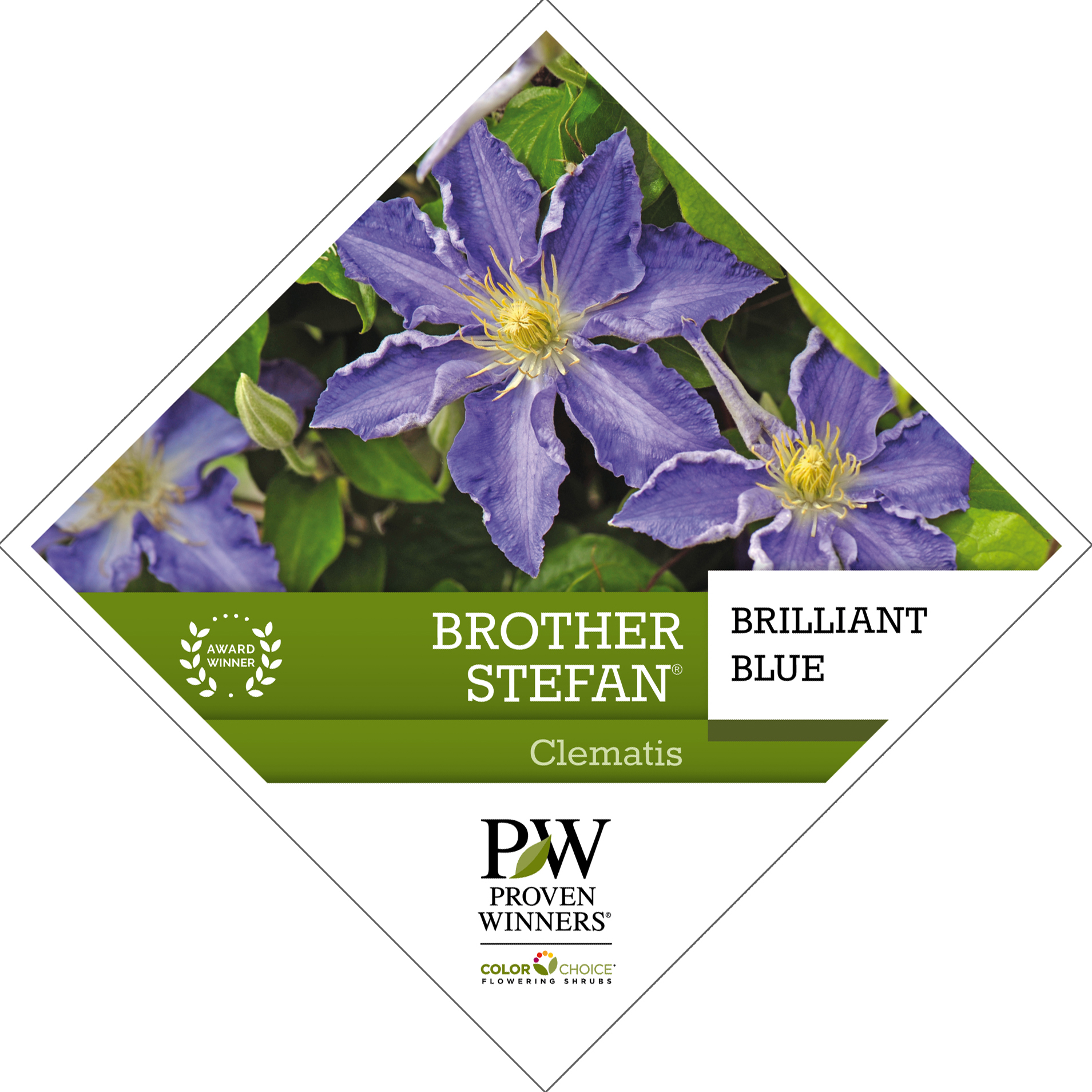 Preview of Brother Stefan® Clematis PDF
