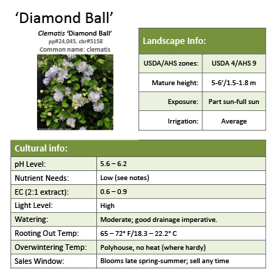 Preview of ‘Diamond Ball’ Clematis grower sheet PDF