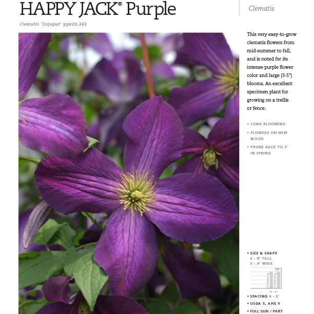 Preview of Happy Jack® Purple Clematis spec sheet PDF
