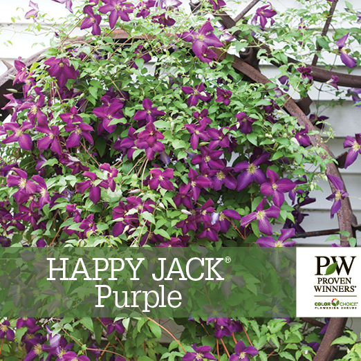 Preview of Happy Jack® Purple Clematis benchcard PDF