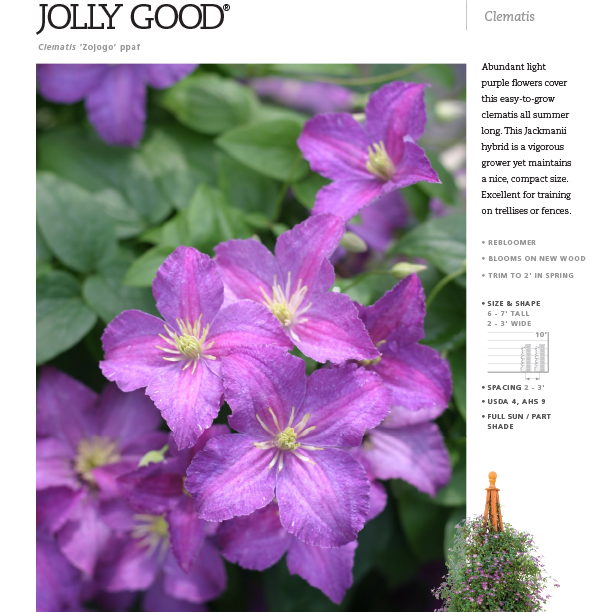Preview of Jolly Good™ Clematis spec sheet PDF
