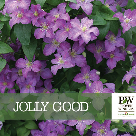 Preview of Jolly Good™ Clematis benchcard PDF