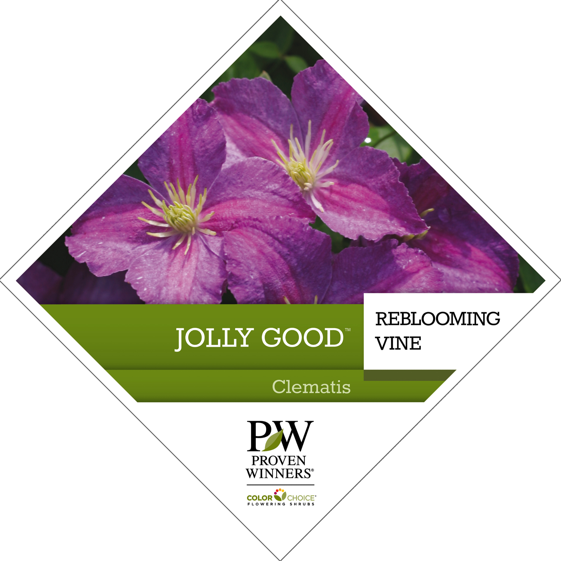 Preview of Jolly Good™ Clematis PDF