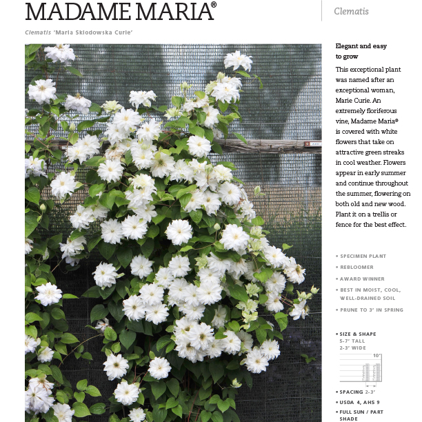 Preview of Madame Maria® Clematis PDF