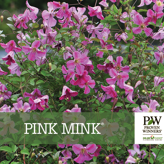 Preview of Pink Mink® Clematis benchcard PDF