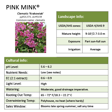 Preview of Pink Mink® Clematis grower sheet PDF