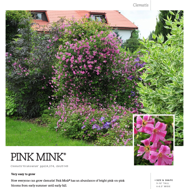 Preview of Pink Mink® Clematis spec sheet PDF