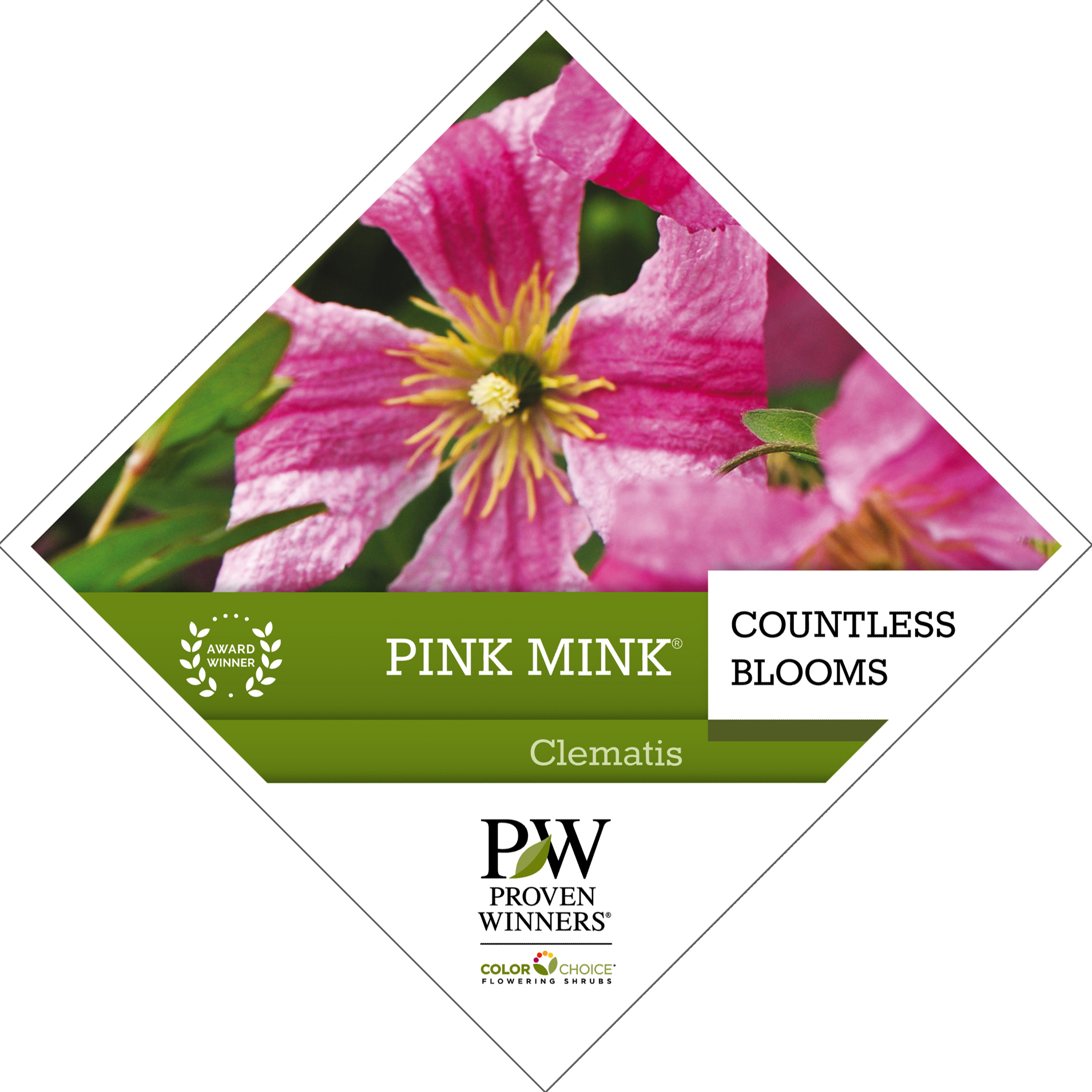 Preview of Pink Mink® Clematis PDF