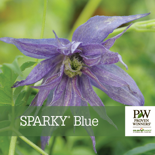 Preview of Sparky® Blue Clematis Benchcard PDF