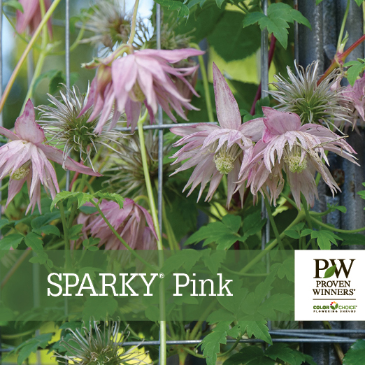 Preview of Sparky® Pink Clematis Benchcard PDF