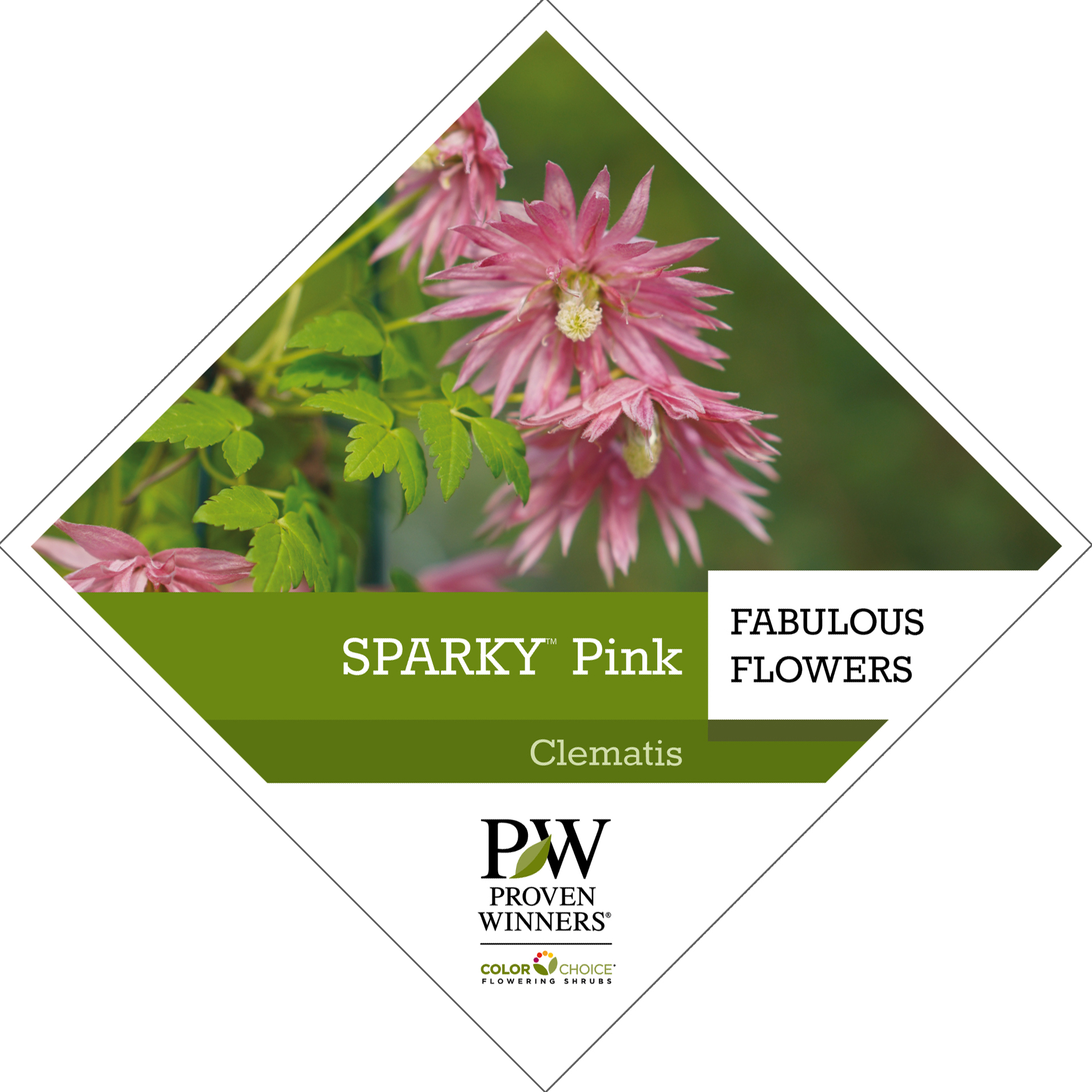 Preview of Sparky® Pink Clematis tag PDF