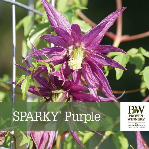 Preview of Sparky® Purple Clematis Benchcard PDF