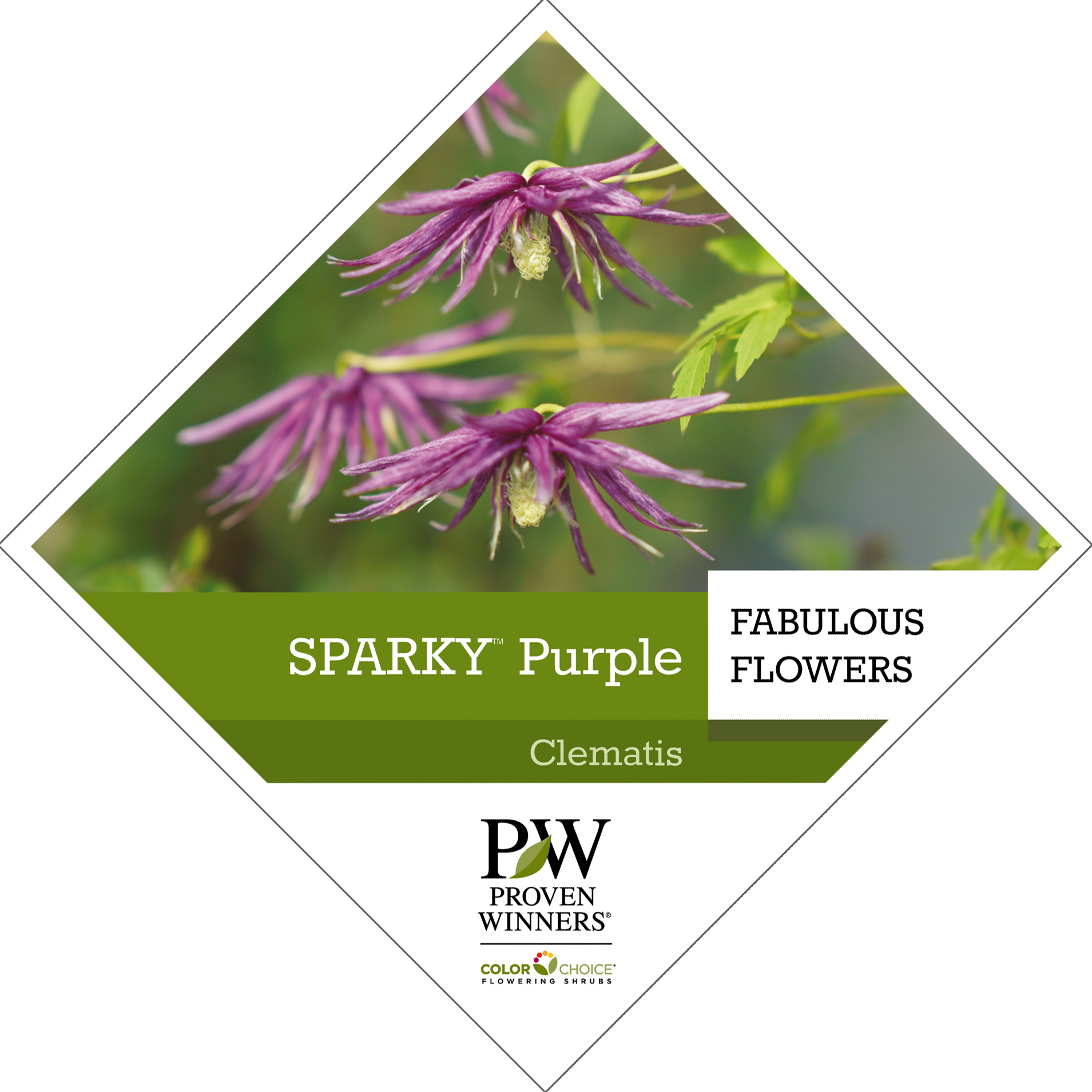Preview of Sparky® Purple Clematis tag PDF
