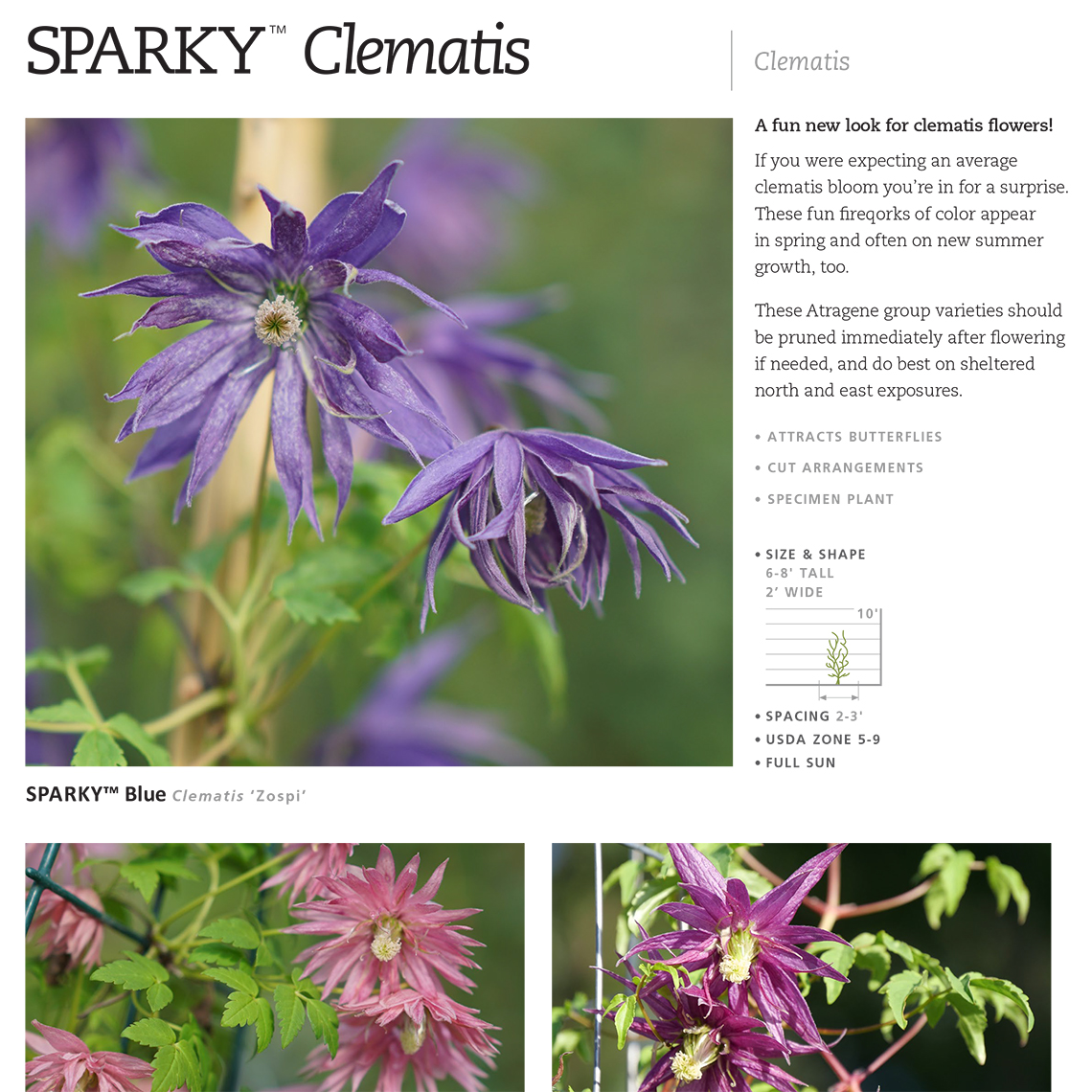 Preview of Sparky® Clematis spec sheet PDF