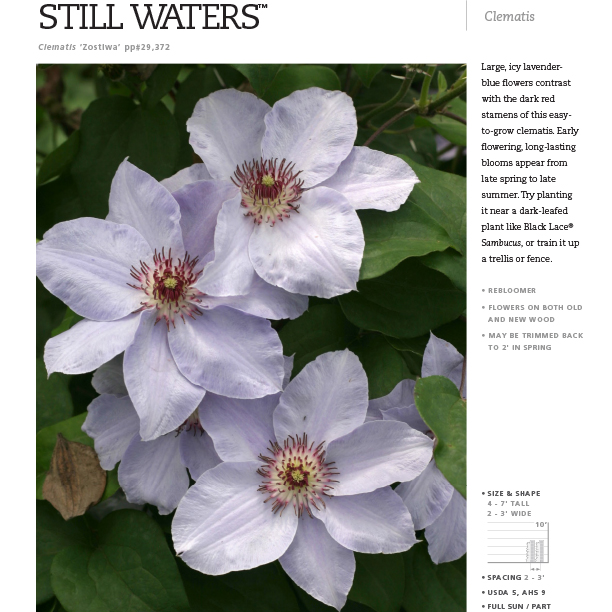 Preview of Still Waters™ Clematis spec sheet PDF