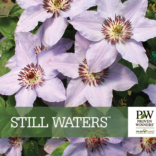 Preview of Still Waters™ Clematis benchcard PDF