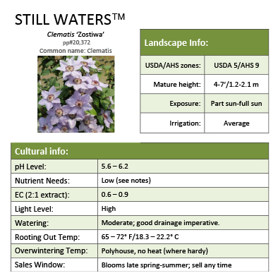 Preview of Still Waters™ Clematis grower sheet PDF