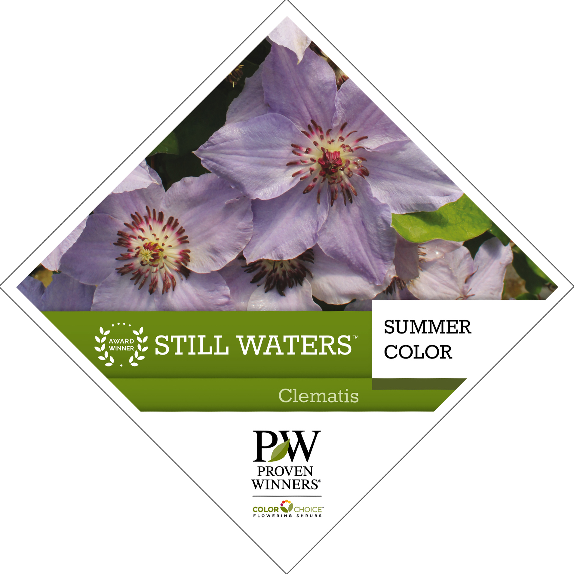 Preview of Still Waters™ Clematis PDF