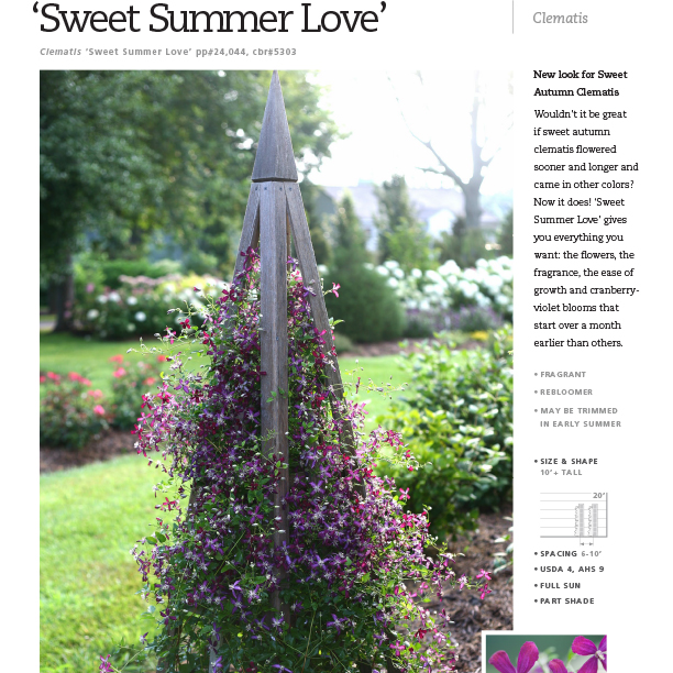 Preview of ‘Sweet Summer Love’ Clematis spec sheet PDF