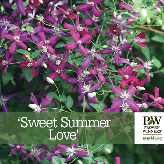 Preview of ‘Sweet Summer Love’ Clematis; August 9, 2018 PDF