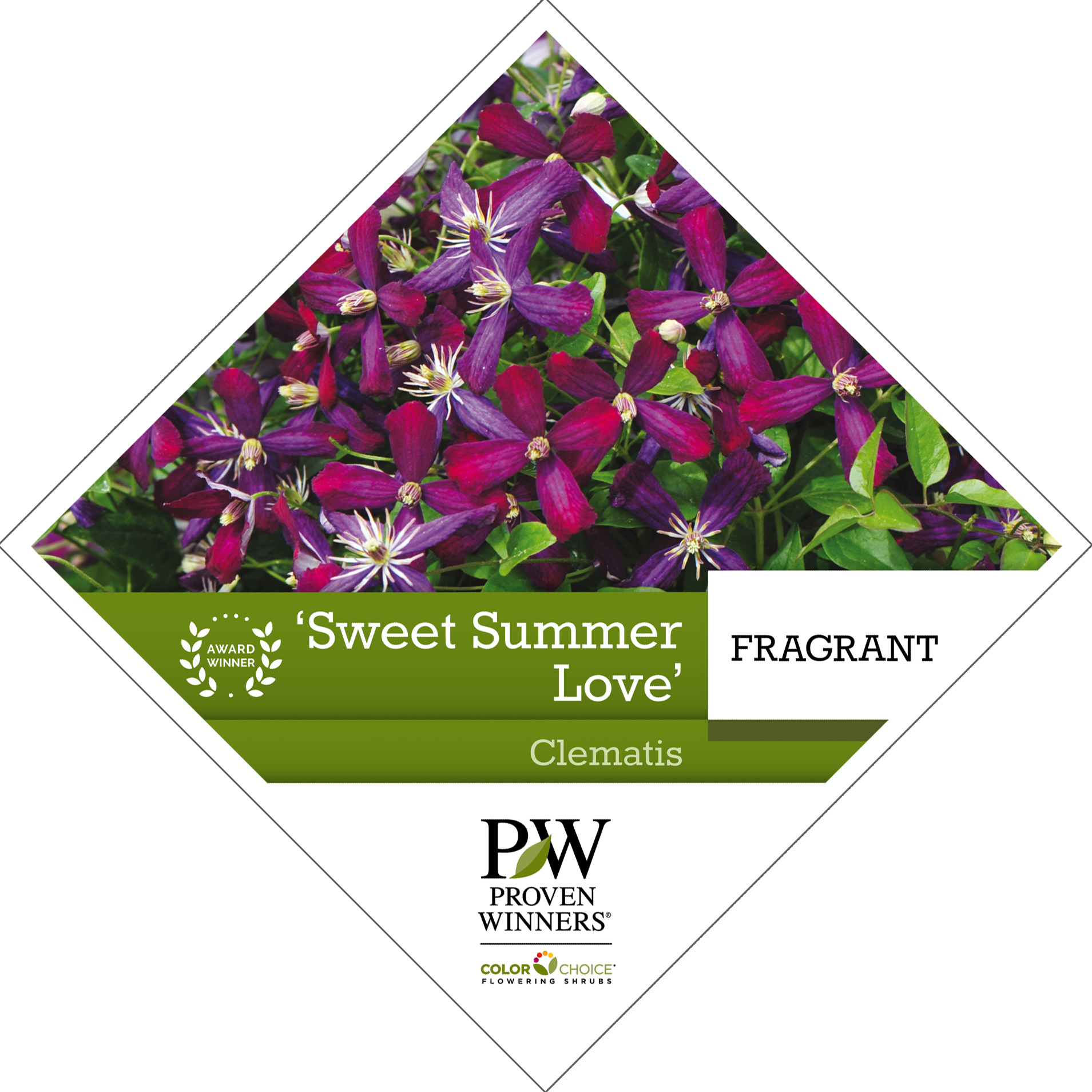 Preview of ‘Sweet Summer Love’ Clematis PDF