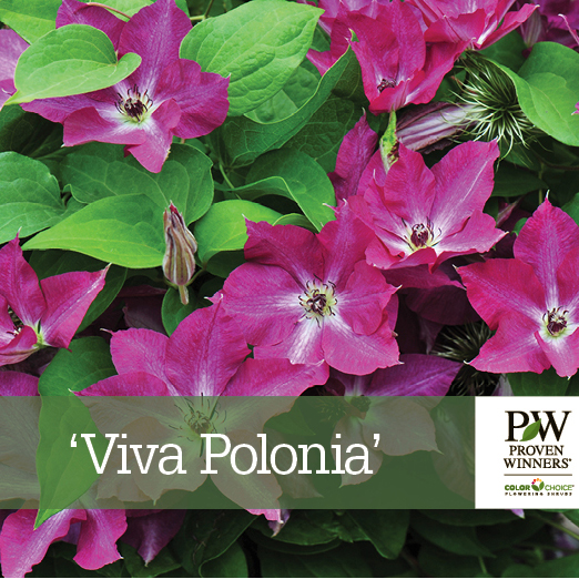 Preview of ‘Viva Polonia’ Clematis benchcard PDF